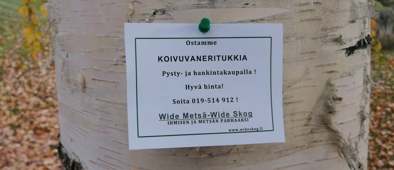 Ostamme koivutukkeja